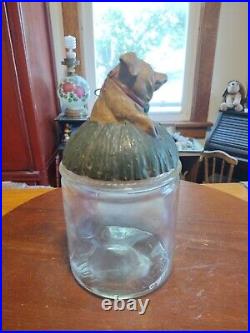 Antique Glass Tobacco Humidor With Johann Maresch Pottery Terra Cotta Pig Lid